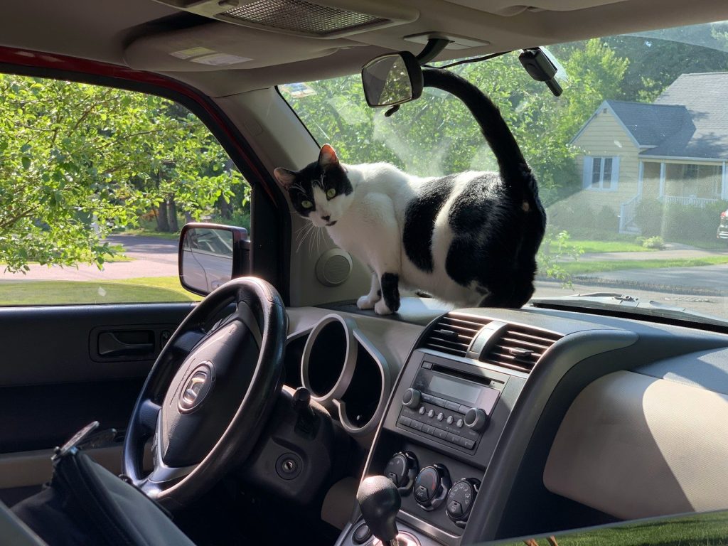 How to Get Rid of Smell Inside Car Naturally