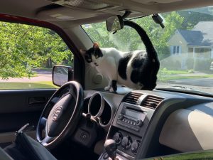 How to Get Rid of Smell Inside Car Naturally